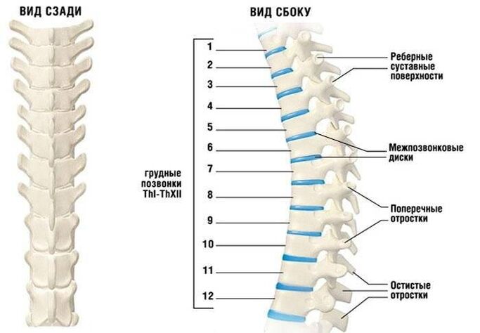 Cervical osteochondrosis