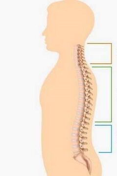 Lesia osteochondrose of different parts of the spine